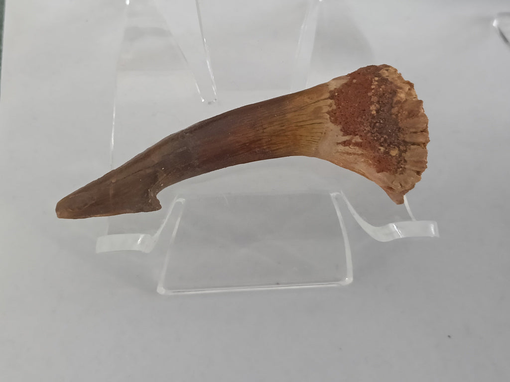 Diente fósil de Tiburón Sierra (Onchopristis numidus)