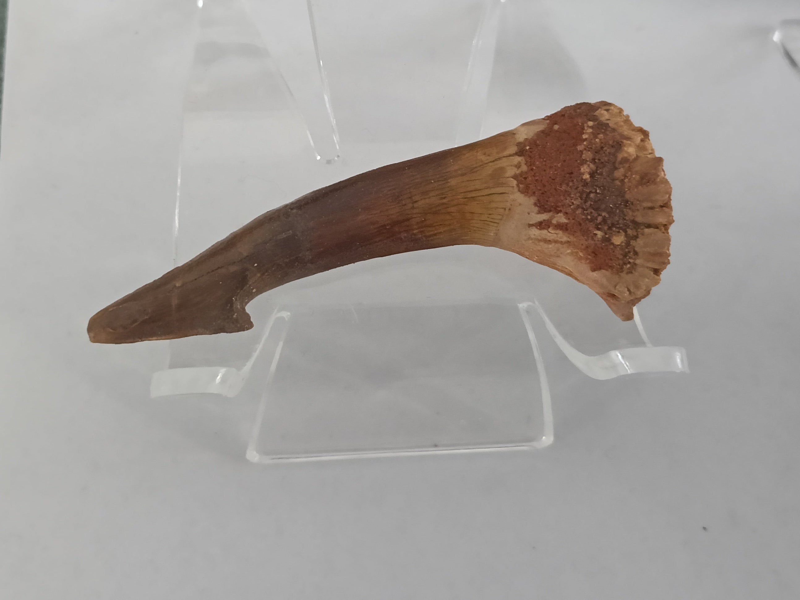 Diente fósil de Tiburón Sierra (Onchopristis numidus)