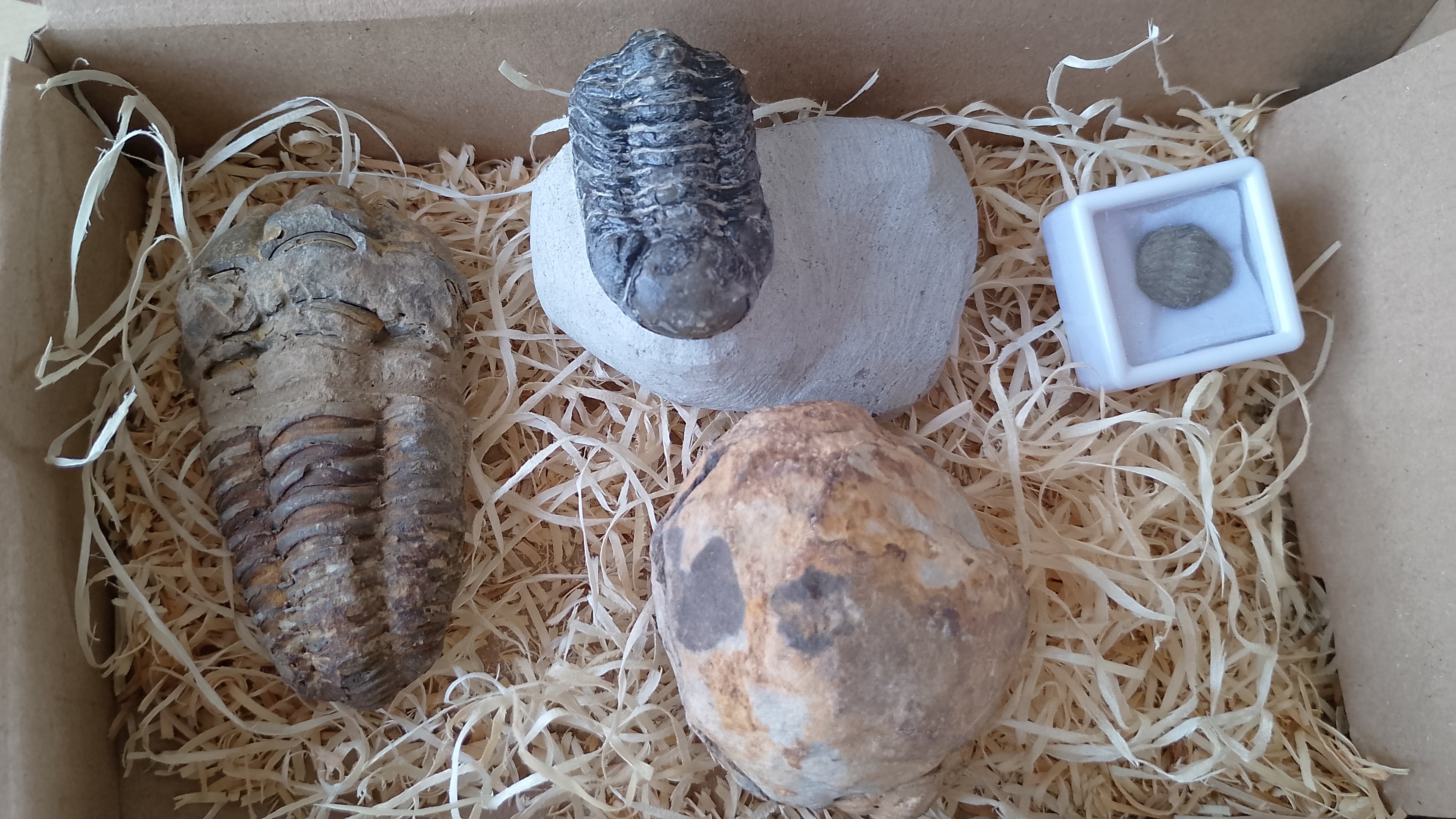 Caja colección trilobites