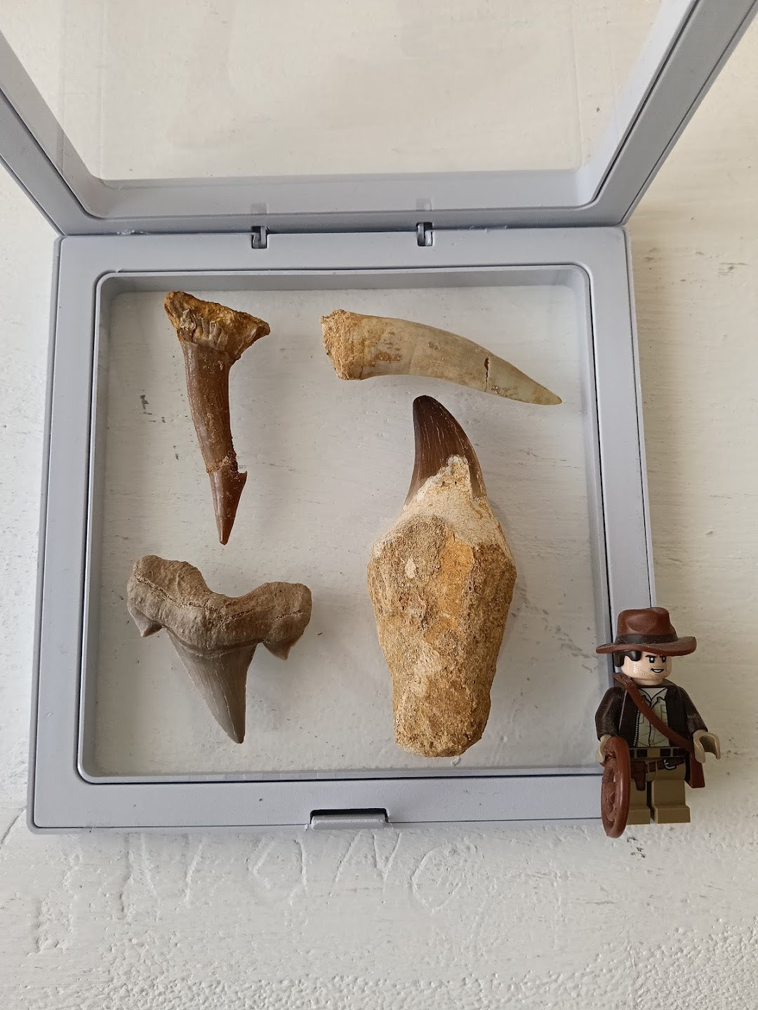 Kit DinoExplorers grande