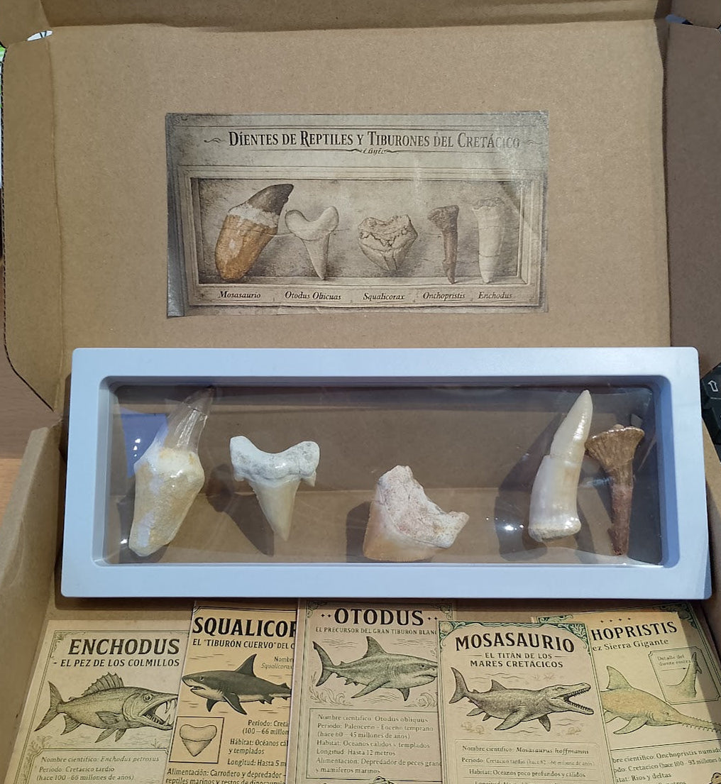 Caja grande de Explorador de Dinosaurios Marinos del cretácico