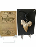 Colgante de diente de tiburón Otodus ( 4-5 cm)