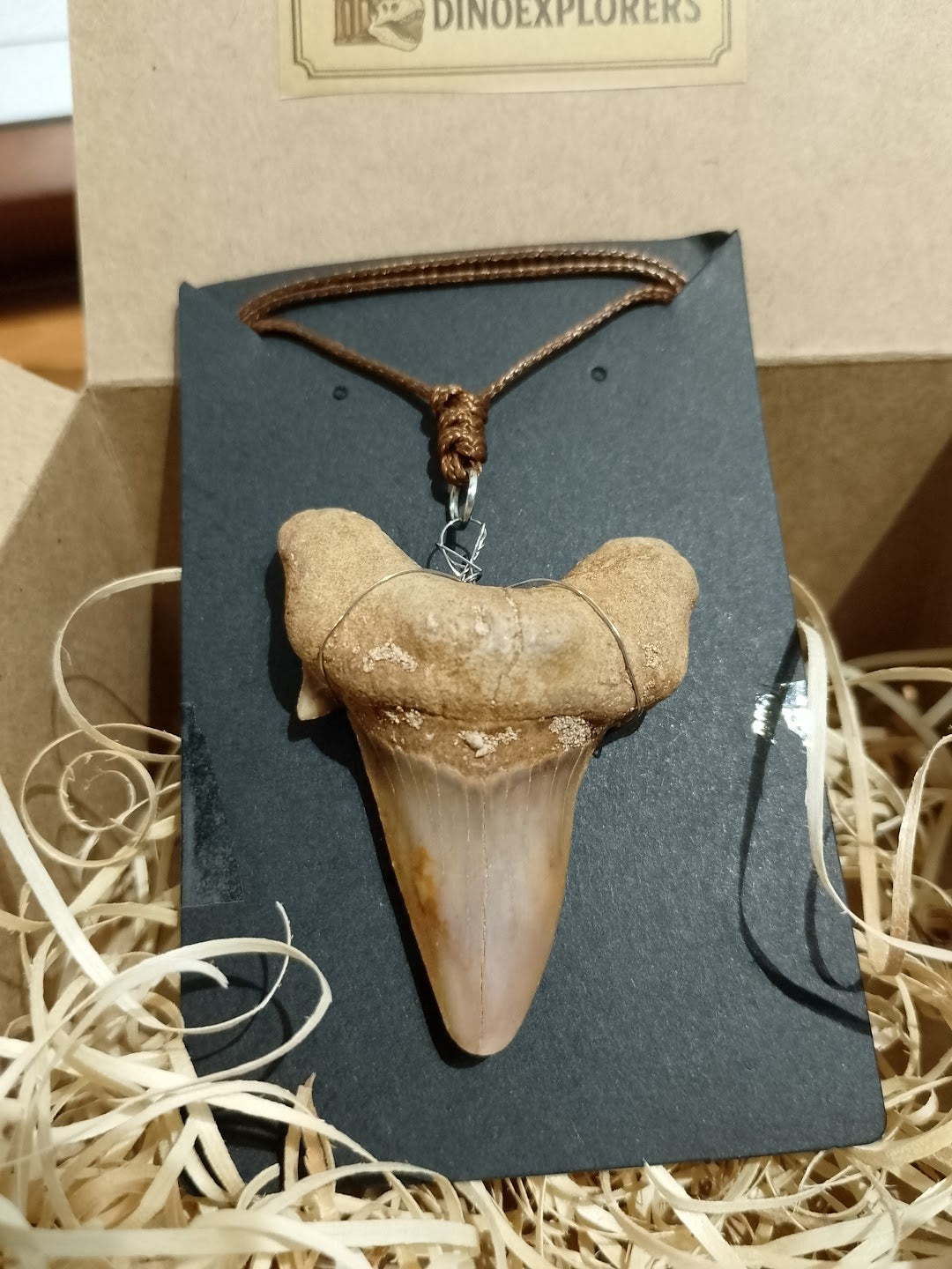 Colgante de diente de tiburón Otodus ( 4-5 cm)